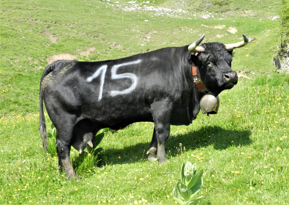 Fédération Suisse d'élevage de la Race d'Hérens - NOIRAUDE